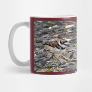 Baby Killdeer Chick Mug